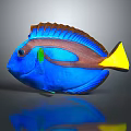 Colorful Tropical Fish With Blue Body Yellow Tail Brown Stripe And Green Accents