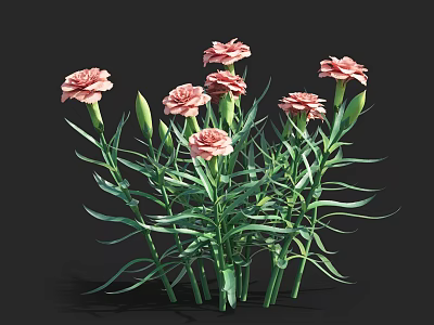 Pink Carnations With Multiple Blooms Green Stems And Leaves On Black Background 3d model