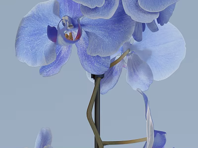 Elegant Blue Orchids in Black Vase with Delicate Fresh Blooming Petals 3d model