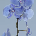 Elegant Blue Orchids in Black Vase with Delicate Fresh Blooming Petals