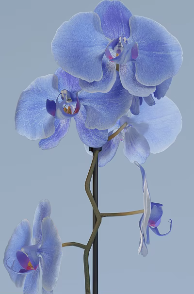 Elegant Blue Orchids in Black Vase with Delicate Fresh Blooming Petals 3d model