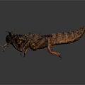 Macro View Of Brown Black Segmented Insect Larva On Dark Background
