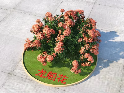 Vibrant Ixora Flowers Blooming On Round Green Base For Outdoor Garden 3d model