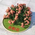 Vibrant Ixora Flowers Blooming On Round Green Base For Outdoor Garden
