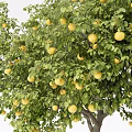 Vibrant Fruit Bearing Tree With Lush Green Leaves And Yellow Fruits