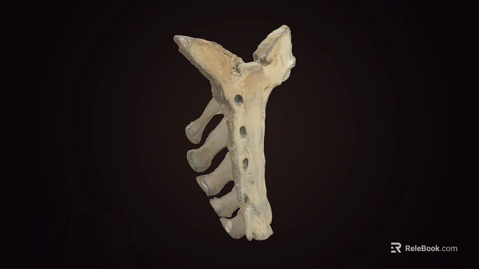 Detailed Anatomical Skeleton With Vertebrae And Ribs On Dark Background 3d model 