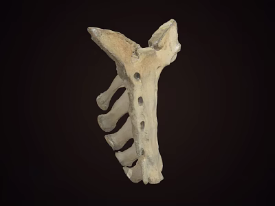 Detailed Anatomical Skeleton With Vertebrae And Ribs On Dark Background 3d model