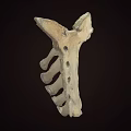 Detailed Anatomical Skeleton With Vertebrae And Ribs On Dark Background