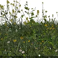 Vibrant Yellow Flowers White Dandelions and Green Grass with Lush Leaves