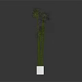 Tall Green Stem Plant in White Square Pot with Slender Stems and Light Blooms