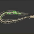 Elongated Animal Skeleton With Green Highlighted Vertebrae Structure 3d model