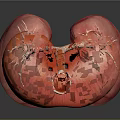 Human Lungs 3D Anatomical Model With Pink Lobes And Trachea Structure 3d model