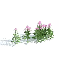 Beautiful Pink Flowers With Green Stems And Leaves Against Light Blue Sky