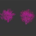 Two Simple Leafless Trees With White Background And Clear Reflections