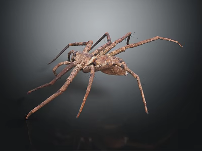 Large Brown Spider With Long Slender Legs On Dark Surface Detailed Body Structure And Texture 3d model
