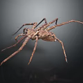 Large Brown Spider With Long Slender Legs On Dark Surface Detailed Body Structure And Texture