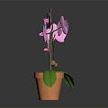 Pink Orchid Plant With Purple Flowers And Green Leaves In Terracotta Pot On Dark Background