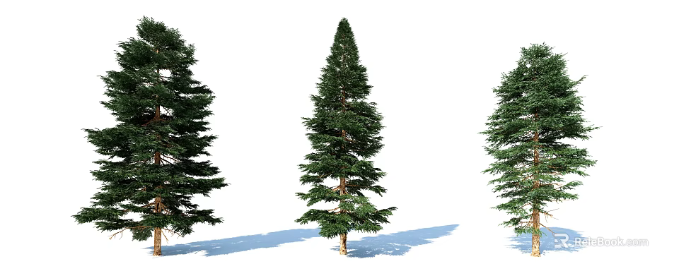 Tall Coniferous Arbor Trees With Lush Green Foliage And Shadows On White Background 3d model 