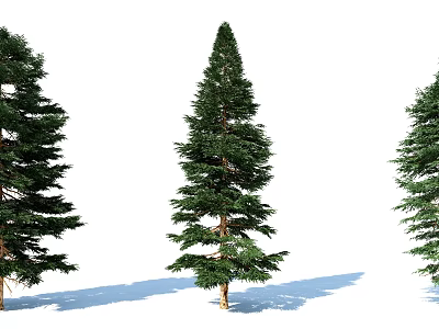 Tall Coniferous Arbor Trees With Lush Green Foliage And Shadows On White Background 3d model