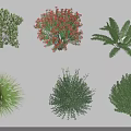 Different Shrubs Types Featuring Various Shapes Colorful Blooms and Green Foliage