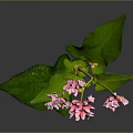 Tall Slender Plant With Pink Flowers And Green Leaves On Gray Background