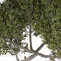 Bonsai Tree With Twisted Trunk Exposed Roots And Green Foliage In Textured Square Pot