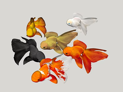 Colorful Goldfish Varieties Displaying Orange Black White Yellow Hues And Flowing Tails 3d model