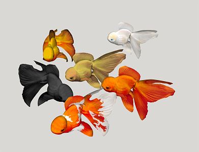 Modern Goldfish 3d model