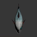 Skull Like Fish With Blue Eyes Colorful Scales And Sharp Teeth