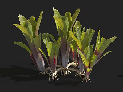 Fresh Herb Plants With Green And Purple Leaves And White Roots 3d model