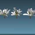 Row Of Flowering Trees With White Blossoms And Green Leaves On Blue Background