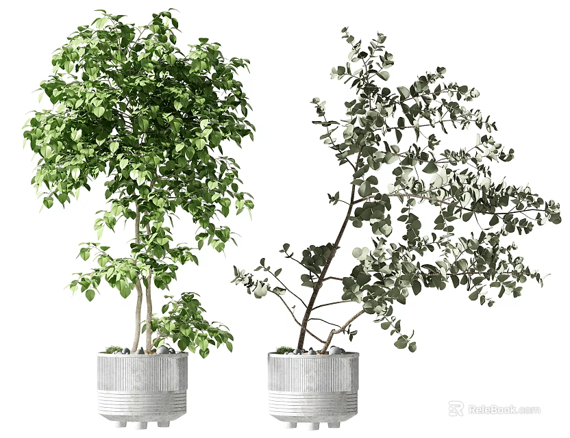 Potted Bonsai Plants In Silver Metallic Planters With Green Lush Foliage And Sparse Branches 3d model 