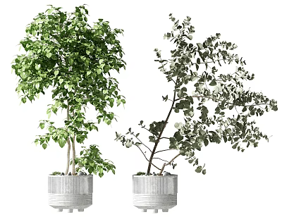 Potted Bonsai Plants In Silver Metallic Planters With Green Lush Foliage And Sparse Branches 3d model