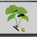 Vibrant Green Ginkgo Leaves On Branch With Small Green Fruit
