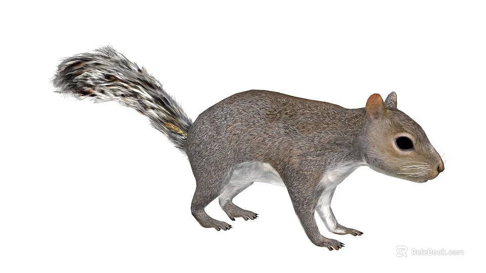 Realistic Gray Squirrel With Fluffy Tail Brown Ears And Black Eyes 3d model 