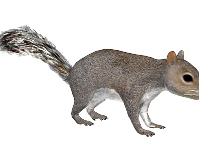 Realistic Gray Squirrel With Fluffy Tail Brown Ears And Black Eyes 3d model