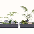 Bonsai Potted Plants With Ferns And Stones In Black Rectangular Containers