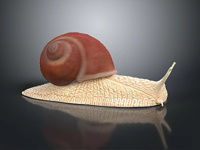 Snail With Red Shell And Light Colored Body On Dark Background With Reflection 3d model