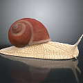 Snail With Red Shell And Light Colored Body On Dark Background With Reflection 3d model