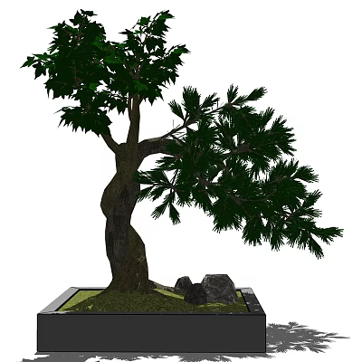 Bonsai Tree With Twisted Trunk Lush Green Leaves In Square Pot With Stones And Moss 3d model