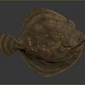 Flat Bodied Flounder With Brown And Black Spots On Dark Background Close Up View