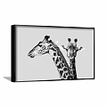 Framed Animal Painting Featuring Two Snuggling Zebras In Black And White Natural Setting