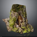 Lush Green Moss Growing on Wooden Tree Stump in Natural Plant Habitat