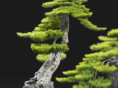 Ancient Pine Tree With Twisted Trunk And Lush Green Foliage On Black Background 3d model