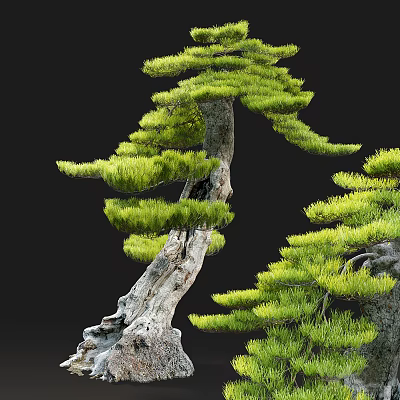Modern Pine Bonsai Plants 3d model