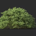 Vibrant Green Shrub With Lush Dense Foliage For Outdoor Garden Landscaping