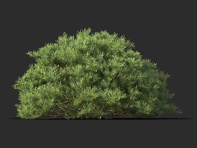Vibrant Green Shrub With Lush Dense Foliage For Outdoor Garden Landscaping 3d model