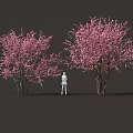 Two Beautiful Blooming Shrubs with Pink Flowers and a White Figure Standing