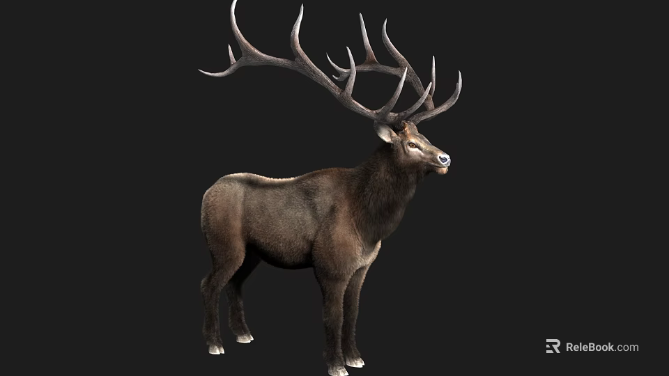 Realistic Brown Deer With Large Antlers Standing Against Black Background 3d model