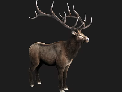 Elk four unlike binding action hair 3d model Elk four unlike binding action hair 3d model